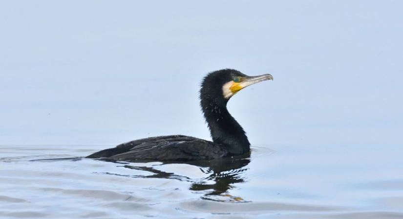 Megvádolták a halőröket, a szövetség bírósághoz fordul