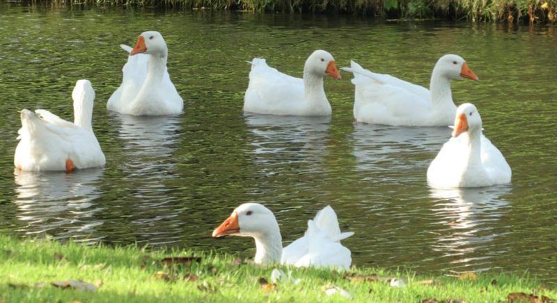 Leölnek 17 és fél ezer libát egyetlen telepen a madárinfluenza miatt