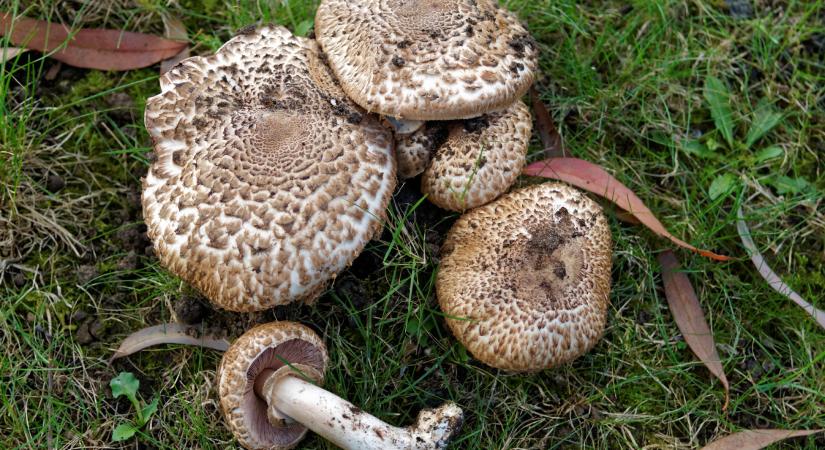 A 2026-os év gombája a csoportos csiperke