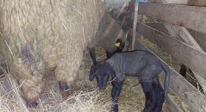 Kosbárány érkezésével kezdődött az ellési időszak Kardoskúton