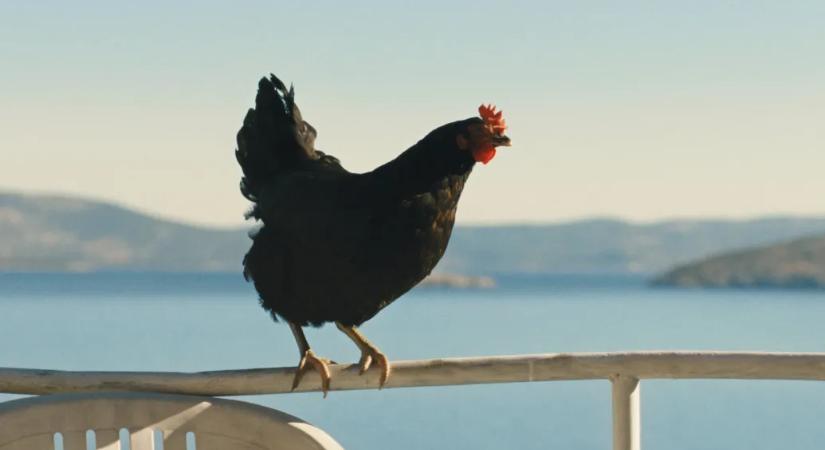 A Tyúk, a Pipás és a Drakula