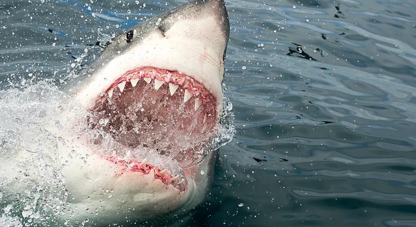 13 éves fiú vesztette életét cápatámadásban Brazíliában