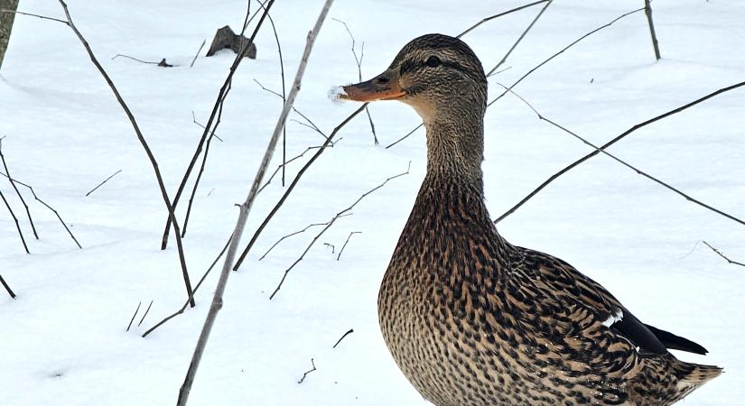 Ónos eső, havazás várható Borsodban