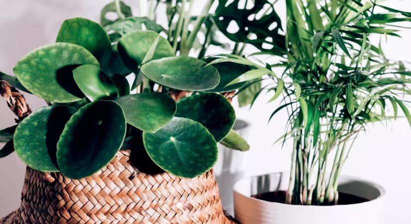 A te növényed is ezt csinálja? Ez az 5 jel elsőre ijesztő, de lehet, hogy nincs is baj