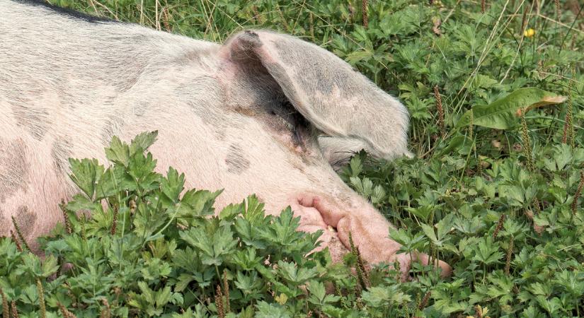 Horror a vasi falu határában: állattetemek hevernek mindenhol