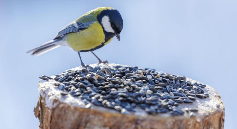 Szitáló eső és hószállingózás: így alakul a holnapi időjárás