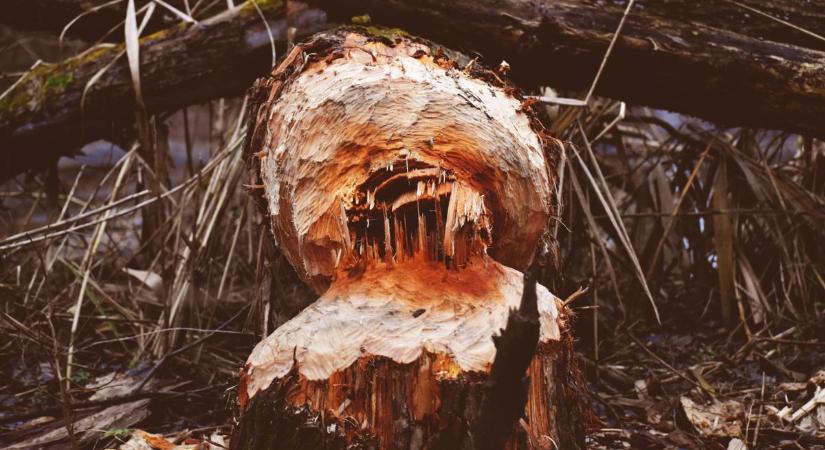 Mutatjuk, hol találkozhatunk hódokkal Zalában és mikor kell beavatkozni (videó)