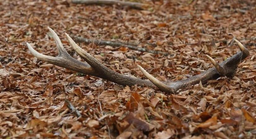 Nem erdei souvenir: keményen megbüntetik ha hazaviszi ezt a trófeát