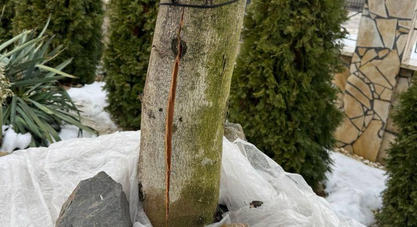 Mi okozta az olajfa törzsének felrepedését?