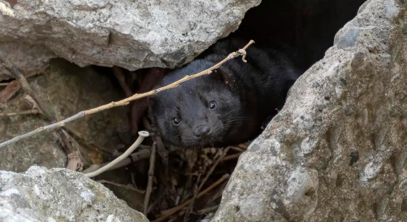 Tömegesen jelent meg új ragadozó Magyarországon, a lakossághoz fordultak a kutatók