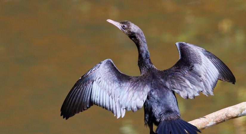 Magyarország madarai: a kis kárókatona