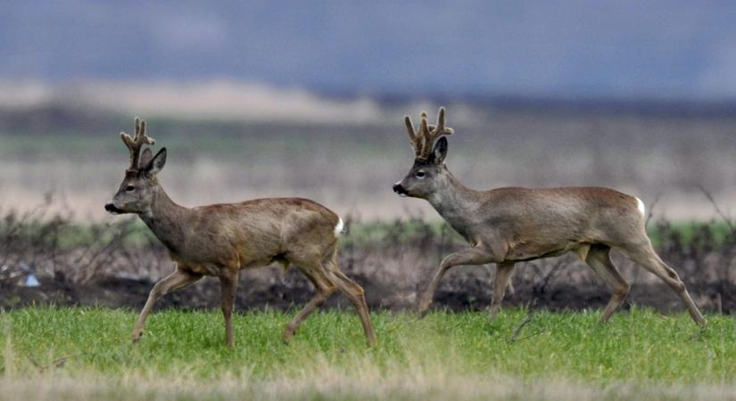 Kegyetlen emberek járják a magyar erdőket, különös zsákmányra vadásznak