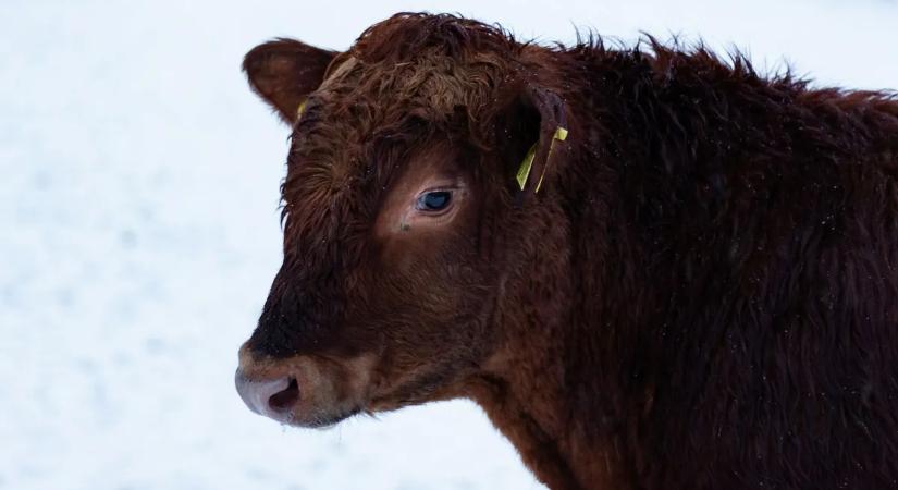 Cukiság: egy család szokatlan módon mentette meg a borjú életét