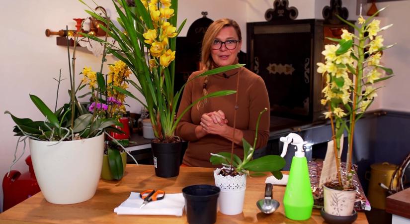 Így lesz egészséges és dúsan virágzó az orchidea