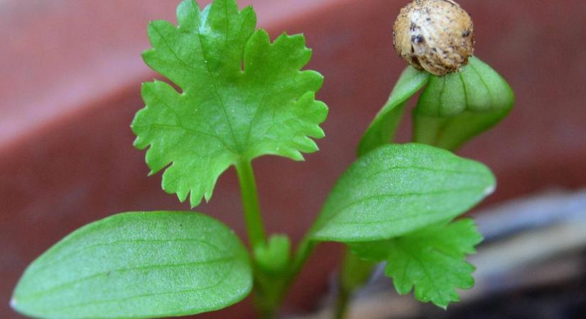 A koriander-undor nem hiszti: komoly ok áll mögötte