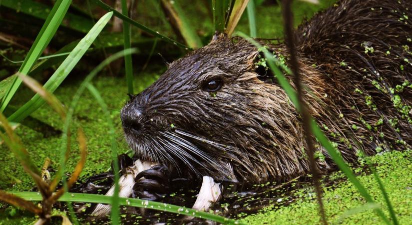 Ha nincs hód, jó a nutria is
