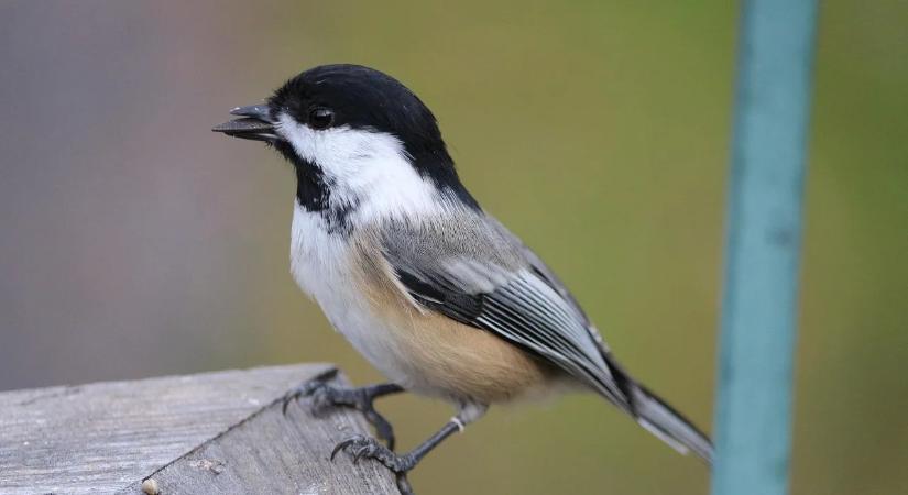 Közösségi madárvédelem a Táborhegyen  Odútakarításra várjuk jövő szombaton