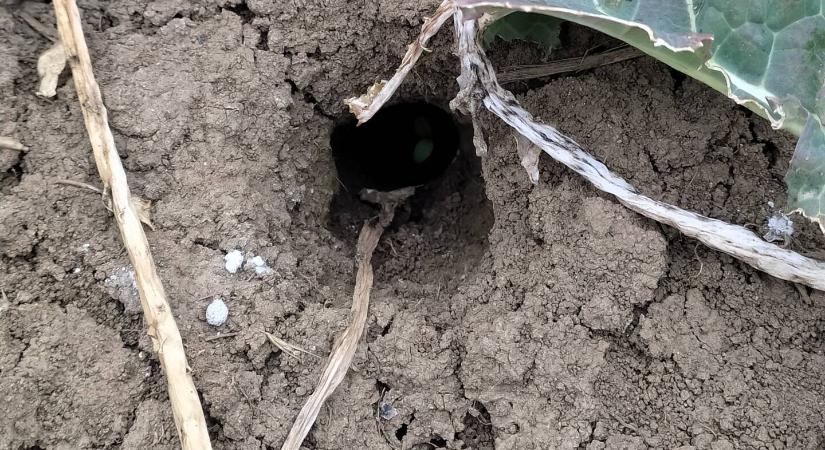 Ne feledkezzünk meg a rágcsálókról – most ütnek vissza!