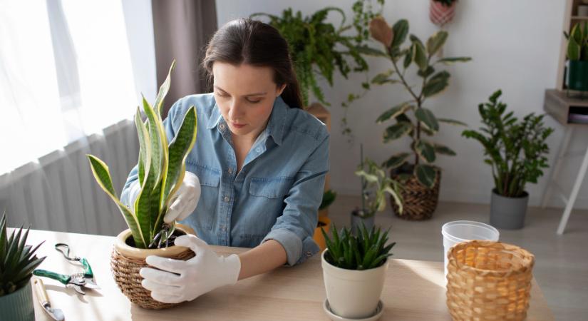 Itt az idő, így készítse fel a szobanövényeket a tavaszra