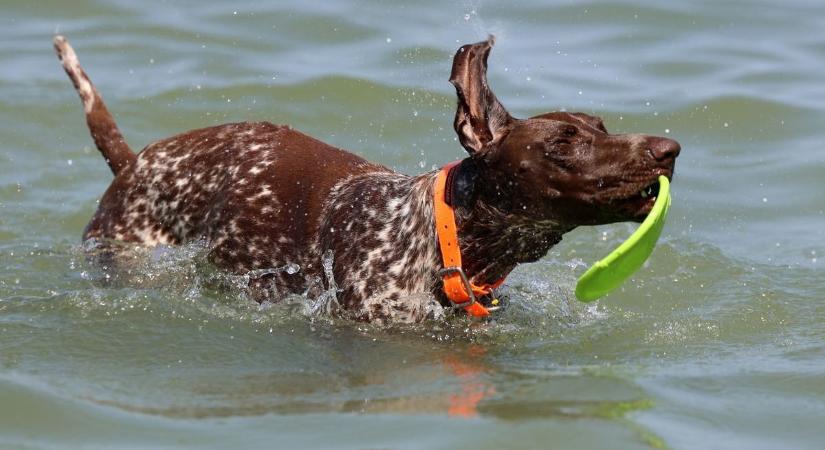 Új helyszín, régi kérdés: januárban sem dőlt el a siófoki kutyás strand sorsa