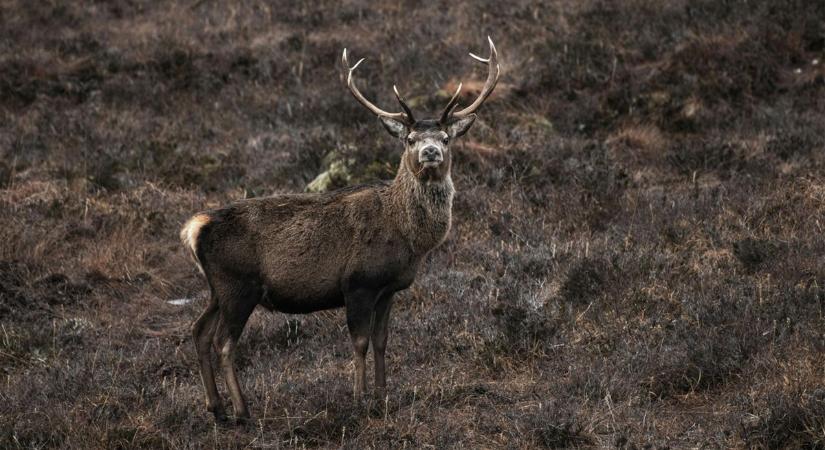 Az agancsozás rejtett árnyoldala: amikor az illegális haszonszerzés életeket sodor veszélybe