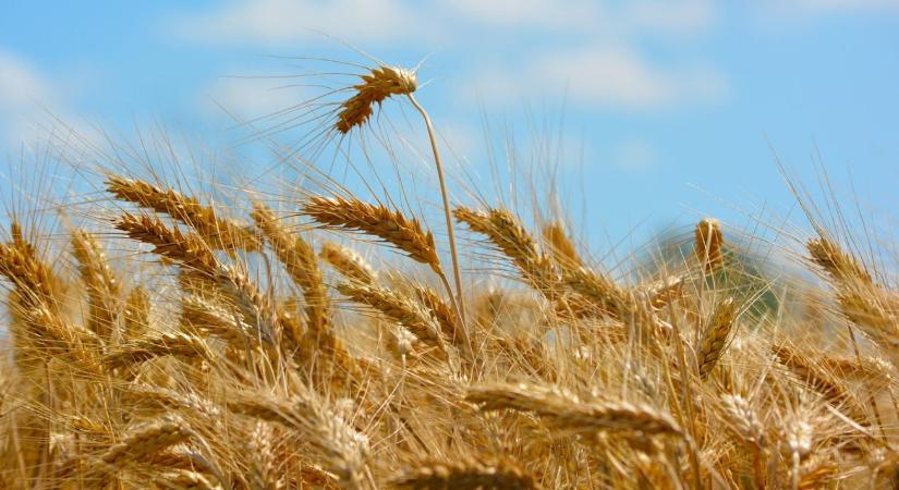 Forró témák konferencia 2026