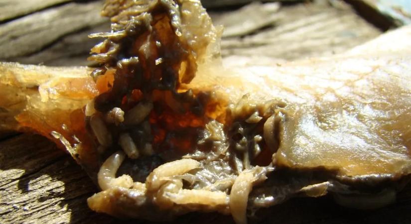 Repülőgépekből szórnak ki százmillió húsfaló legyet