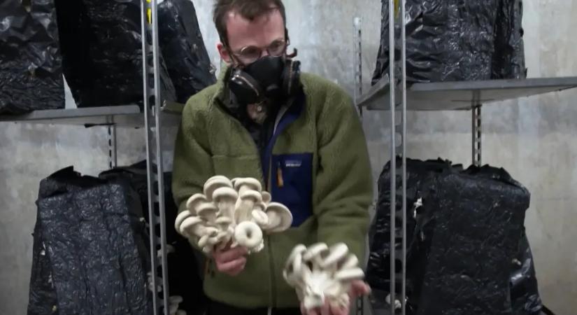 Egy kiskert a metropolisz közepén, ahonnan az egész környéket ellátják zöldséggel