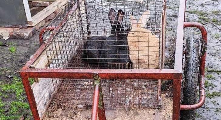 Nyuszi ül a fűben, ülve szundikálva 