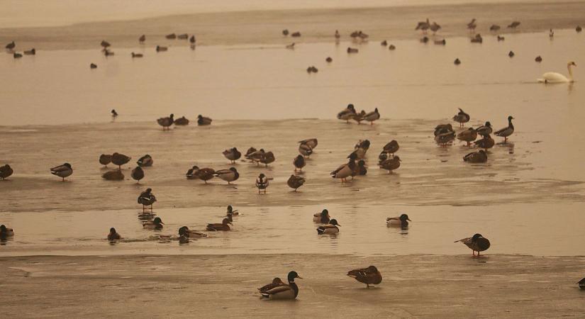 Köd és hó és jég – nézz képeket a Kis-Balaton gyönyörű téli arcáról! (galéria)