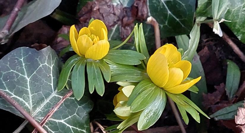 Éled a természet: már virágzik a téltemető és a hóvirág (sokszinuvidek.24.hu)