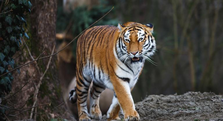 Óriási szibériai tigris sétált be éjszaka a faluba, videóra vették a támadás nyomait