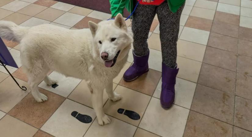 Leolvasták a kutya chipjét a menhelyen: aztán elállt mindenki lélegzete