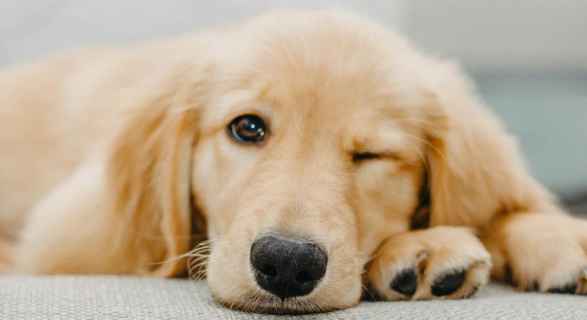 Ez az 5 kutyafajta különösen érzékeny a gazdája hangulatára