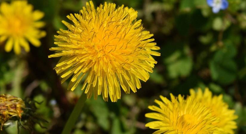 A „sárga gyom”, ami többet tud, mint sok drága étrend-kiegészítő