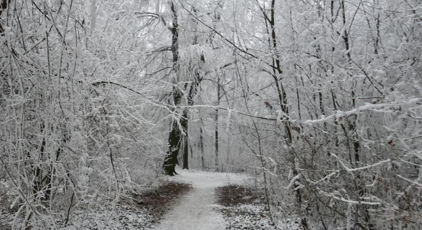 Egy ártatlannak hitt erdei „szuvenír” súlyos következményekkel járhat