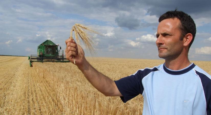 Kukorica helyett az őszi vetésű növényekre váltanak a homokhátsági gazdák