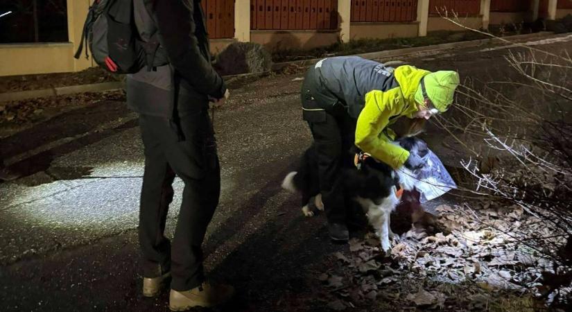 Eltűnt nő kereséséhez riasztották az egri mentőcsapatot