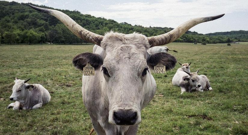 Fejlesztések a pusztán: modernizálják az őshonos állattartást a Kiskunságban