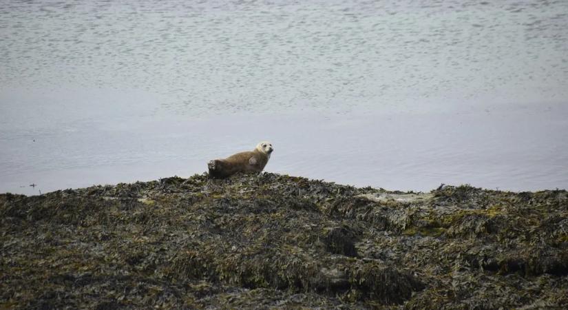 Nem fogja elhinni, hova tévedt ez a fókakölyök a tomboló vihar után