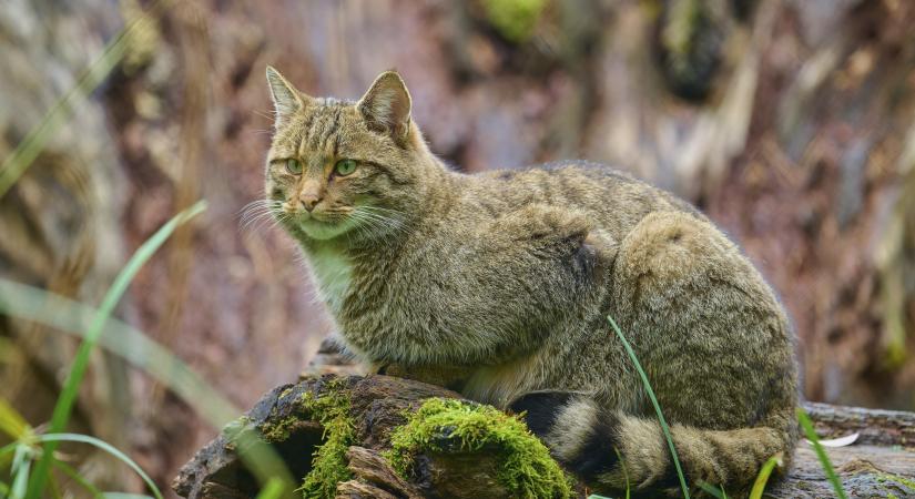 Elkezdődött a pacsmagolás vadmacskáéknál, ami miatt veszélyben vannak: így védheted meg őket
