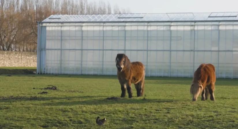 Arte: A holland gazdáknak is megvannak az okaik arra, hogy miért nem tiltakoznak a Mercosur ellen