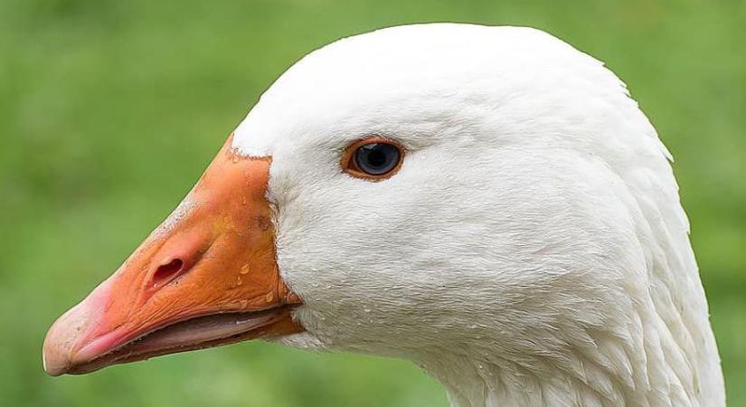 Madárinfluenza: csaknem 18 ezer ludat ölnek le