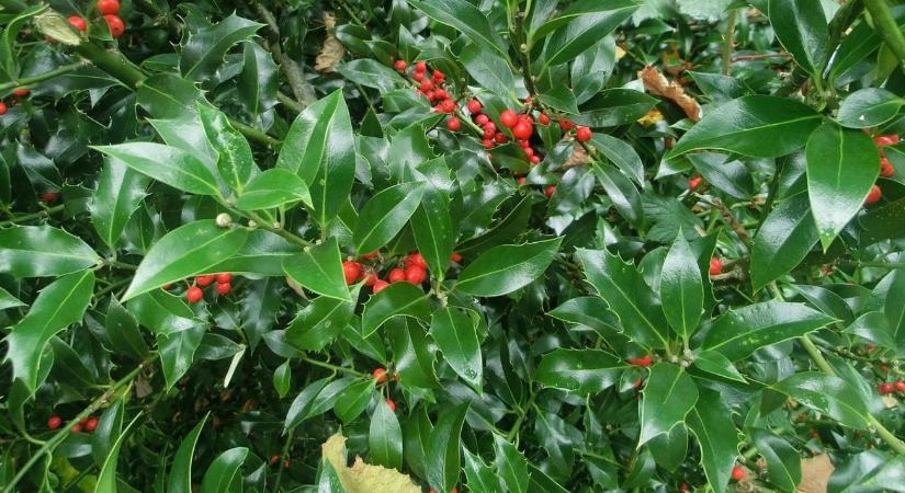 Színek és formák télen is: különleges örökzöldek a kertben