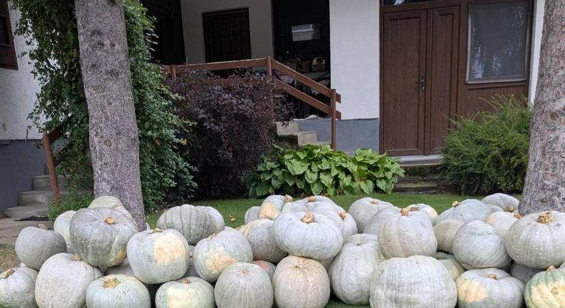 Téli tanfolyamon a kárpátaljai gazdák -Hogyan termesszünk sütőtököt? A legendás nagydobosi