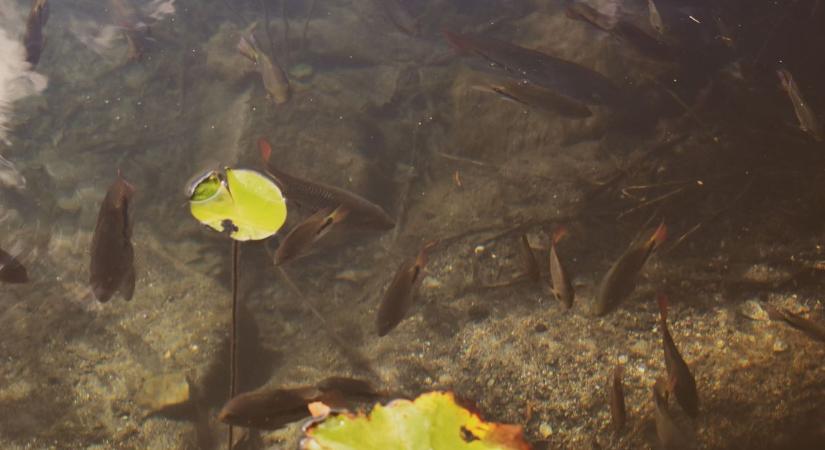 Harc a betolakodók ellen – újra gyérítettek a Hévízi-csatornán