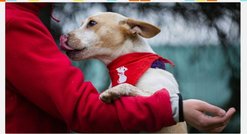 Terápiás kutyus lesz a kocsi után kötött Rozi