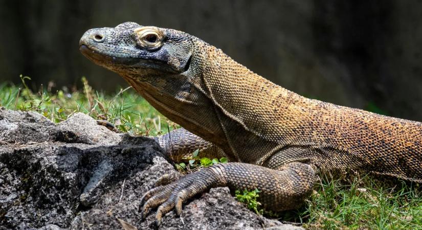 A természet brutális színházában a főszereplő egy varánusz és egy majom - videó csak erős idegzetűeknek