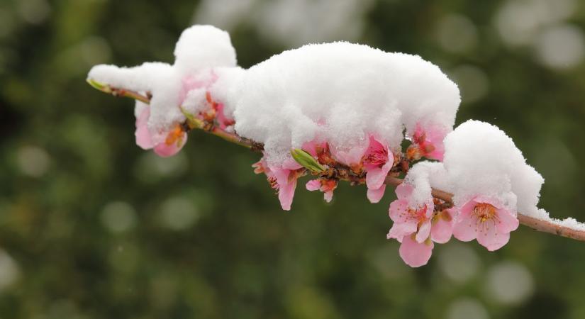 Aszály, járvány, piacvesztés? Így védi a gazdákat a krízisbiztosítás