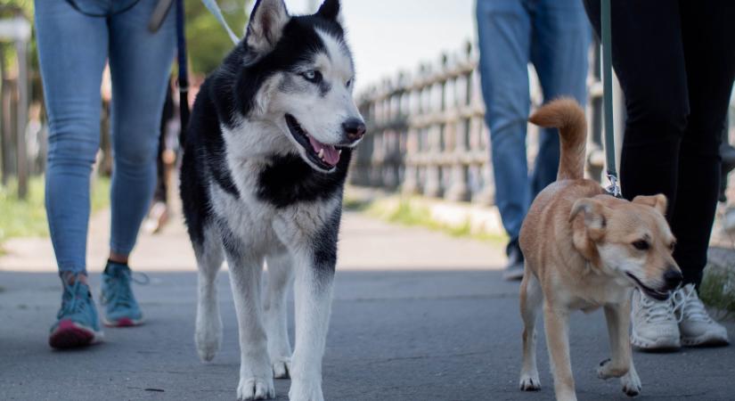A póráz használata nem választás kérdése